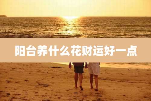 阳台养什么花财运好一点