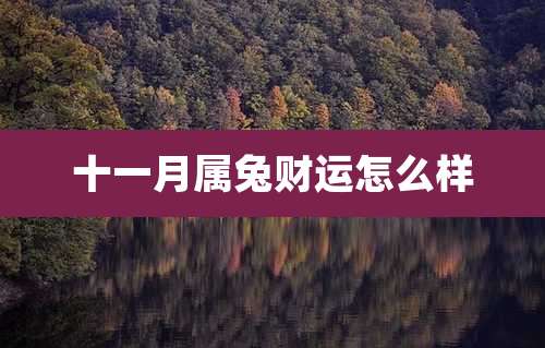 十一月属兔财运怎么样
