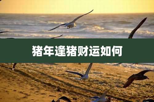 猪年逢猪财运如何