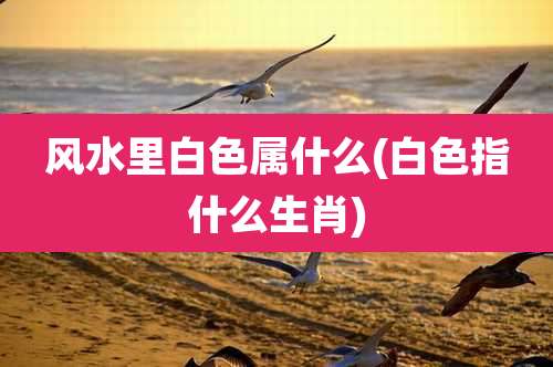 风水里白色属什么(白色指什么生肖)