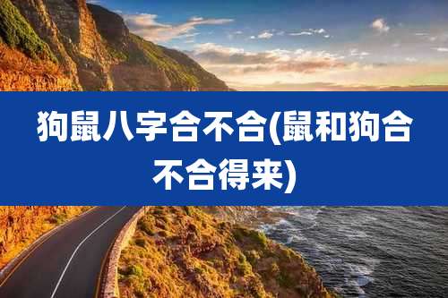 狗鼠八字合不合(鼠和狗合不合得来)