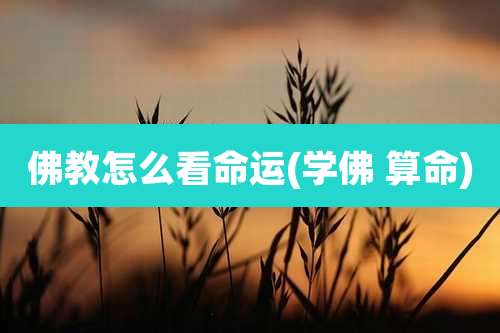 佛教怎么看命运(学佛 算命)