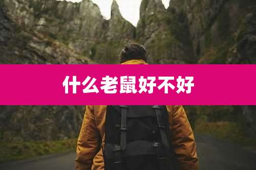 什么老鼠好不好