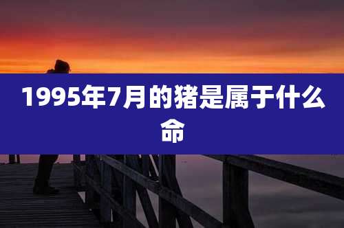 1995年7月的猪是属于什么命