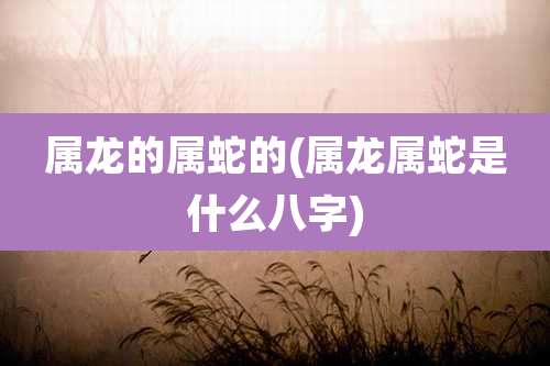 属龙的属蛇的(属龙属蛇是什么八字)