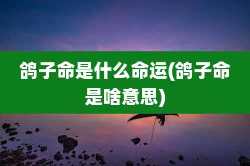 鸽子命是什么命运(鸽子命是啥意思)