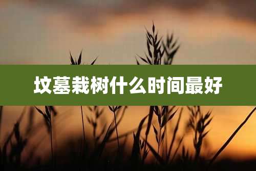 坟墓栽树什么时间最好