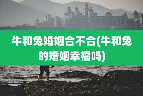 牛和兔婚姻合不合(牛和兔的婚姻幸福吗)
