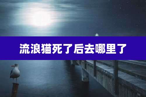 流浪猫死了后去哪里了