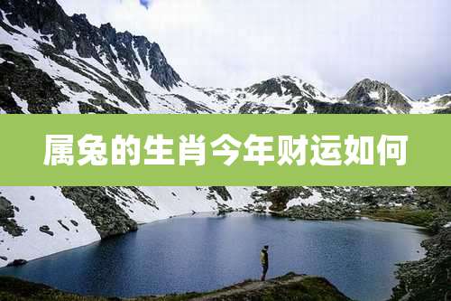 属兔的生肖今年财运如何