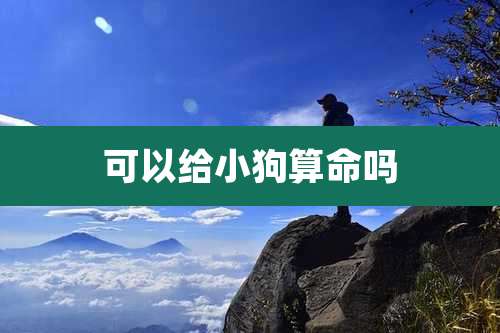 可以给小狗算命吗