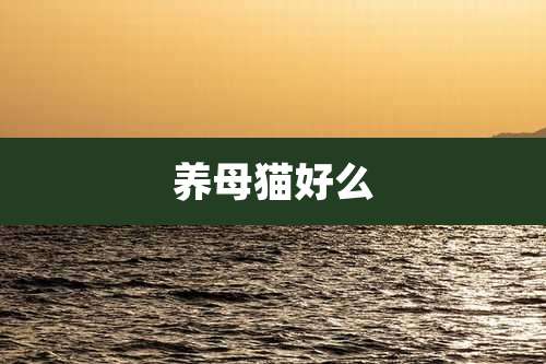 养母猫好么