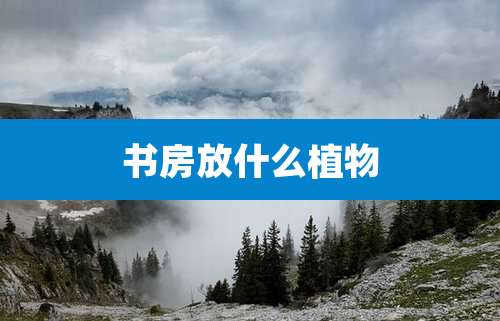 书房放什么植物