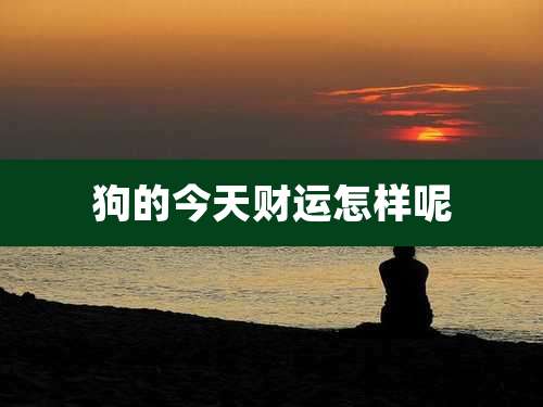 狗的今天财运怎样呢