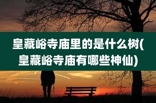 皇藏峪寺庙里的是什么树(皇藏峪寺庙有哪些神仙)