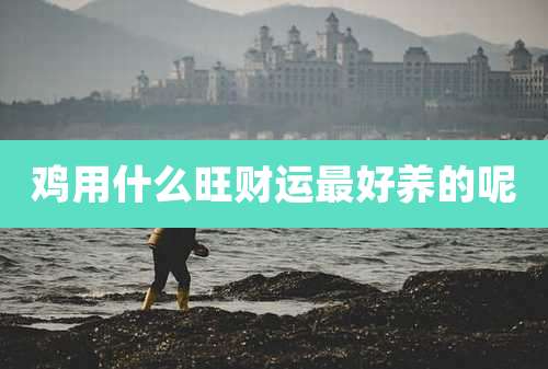 鸡用什么旺财运最好养的呢
