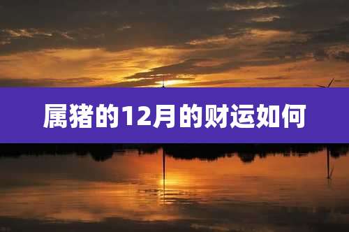 属猪的12月的财运如何
