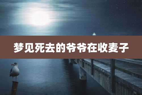 梦见死去的爷爷在收麦子