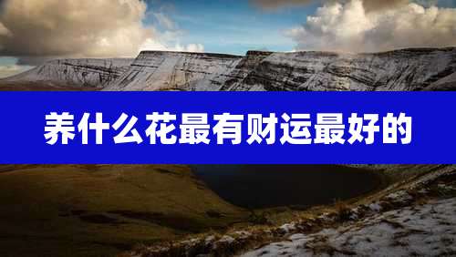 养什么花最有财运最好的