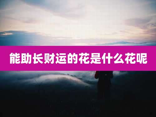 能助长财运的花是什么花呢