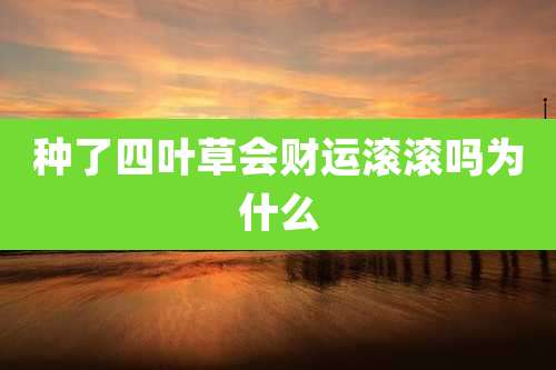 种了四叶草会财运滚滚吗为什么
