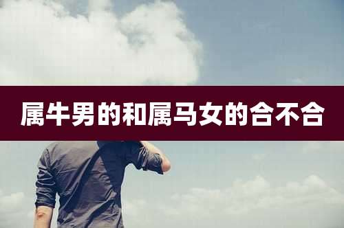 属牛男的和属马女的合不合