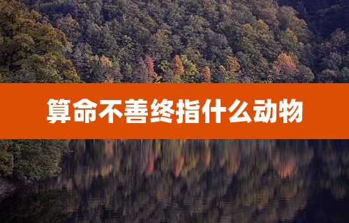 算命不善终指什么动物