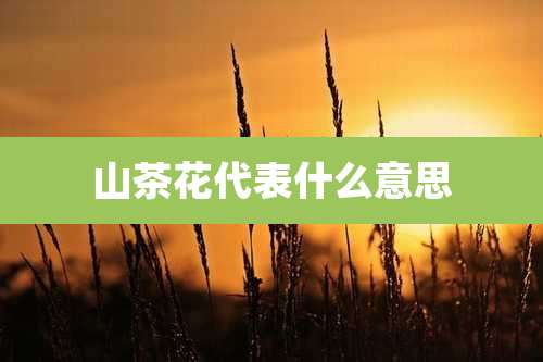 山茶花代表什么意思