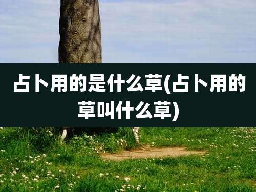 占卜用的是什么草(占卜用的草叫什么草)