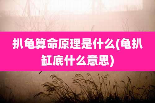 扒龟算命原理是什么(龟扒缸底什么意思)