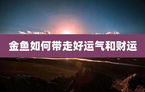 金鱼如何带走好运气和财运