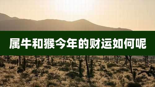 属牛和猴今年的财运如何呢