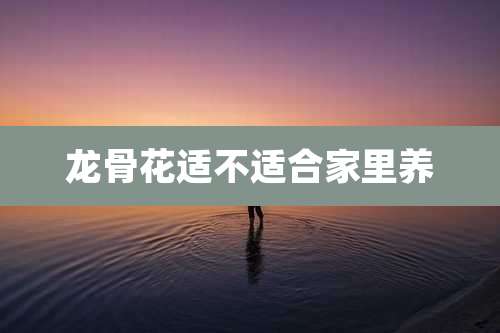 龙骨花适不适合家里养