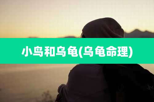 小鸟和乌龟(乌龟命理)