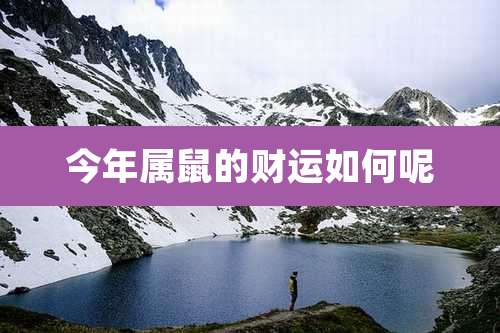 今年属鼠的财运如何呢