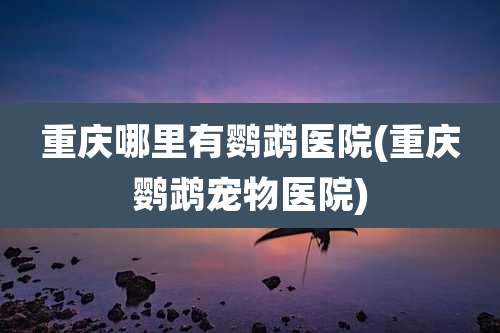 重庆哪里有鹦鹉医院(重庆鹦鹉宠物医院)