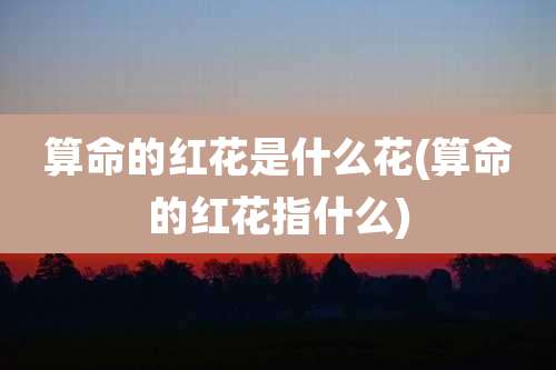 算命的红花是什么花(算命的红花指什么)