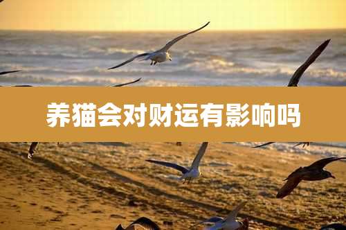 养猫会对财运有影响吗