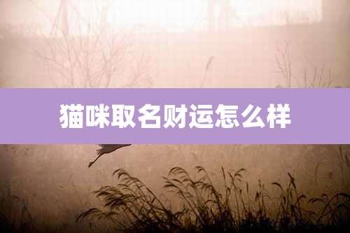 猫咪取名财运怎么样