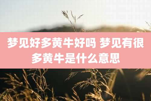梦见好多黄牛好吗 梦见有很多黄牛是什么意思