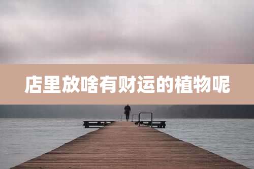 店里放啥有财运的植物呢