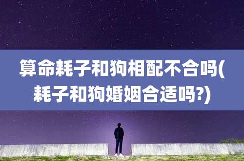算命耗子和狗相配不合吗(耗子和狗婚姻合适吗?)