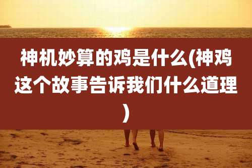 神机妙算的鸡是什么(神鸡这个故事告诉我们什么道理)