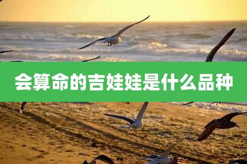 会算命的吉娃娃是什么品种