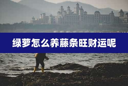 绿萝怎么养藤条旺财运呢