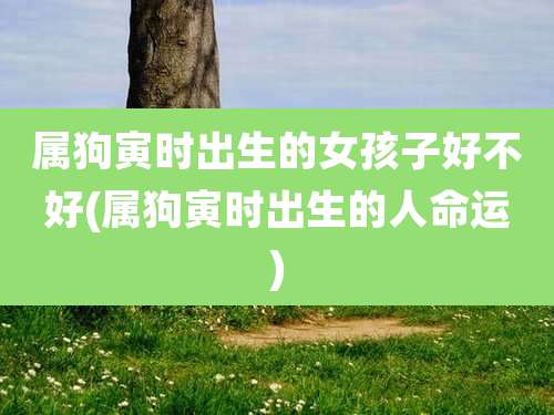 属狗寅时出生的女孩子好不好(属狗寅时出生的人命运)
