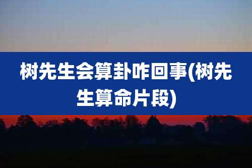 树先生会算卦咋回事(树先生算命片段)