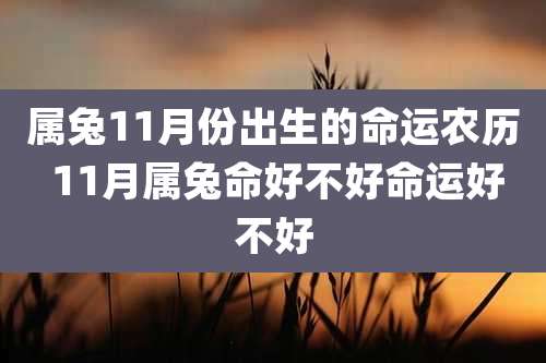 属兔11月份出生的命运农历 11月属兔命好不好命运好不好