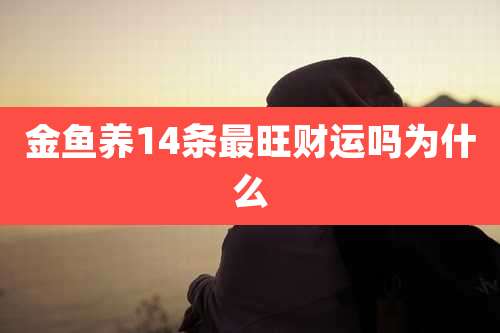 金鱼养14条最旺财运吗为什么