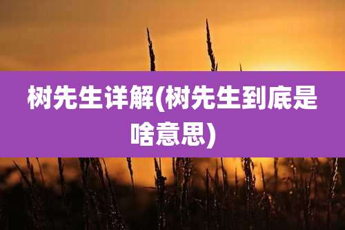 树先生详解(树先生到底是啥意思)